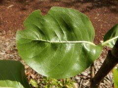 Gardenia megasperma
