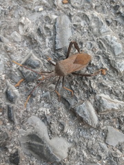 Acanthocephala thomasi