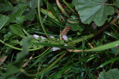 Malva neglecta