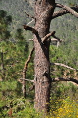 Pinus pseudostrobus apulcensis