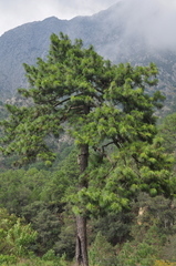 Pinus pseudostrobus apulcensis