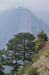 Pinus pseudostrobus apulcensis