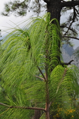 Pinus pseudostrobus apulcensis