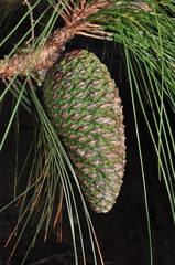 Pinus pseudostrobus apulcensis