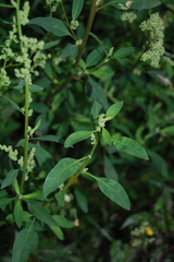 Chenopodium