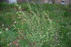 Chenopodium