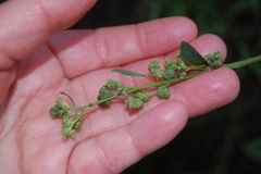 Chenopodium