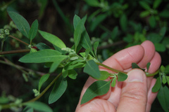 Chenopodium