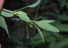 Chenopodium