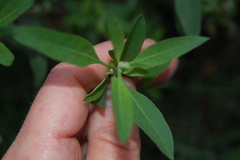Chenopodium