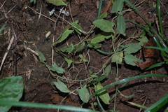 Convolvulus arvensis