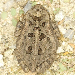 Rhinella marina