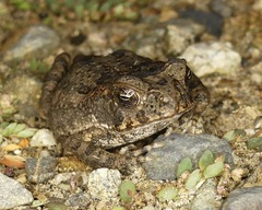 Rhinella marina