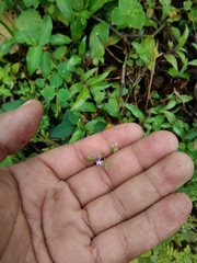 Diastatea