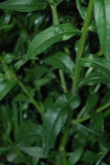 Erigeron annuus