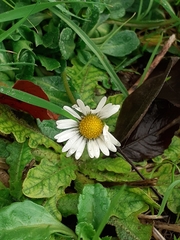 Bellis perennis
