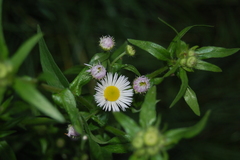Erigeron annuus