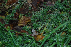 Galium mollugo