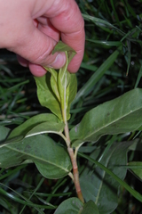 Persicaria amphibia