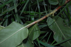Persicaria amphibia
