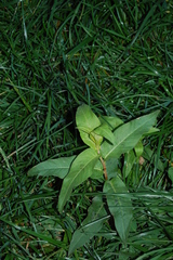 Persicaria amphibia
