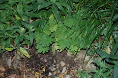 Leonurus quinquelobatus