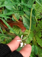 Bellis perennis