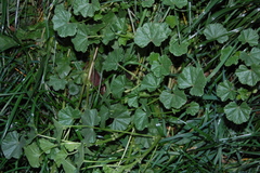Malva pusilla