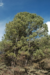 Pinus greggii greggii
