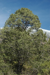 Pinus greggii greggii