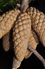 Pinus greggii greggii
