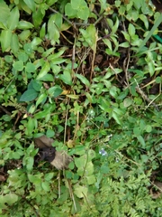 Diastatea