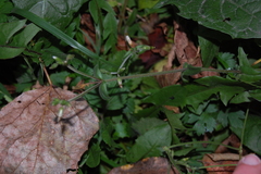 Cerastium holosteoides