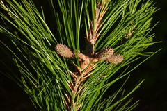 Pinus greggii greggii