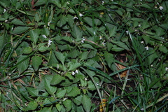 Solanum nigrum