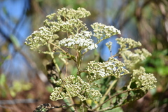Asteroideae
