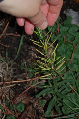 Erysimum cheiranthoides