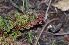 Aceria exigua
