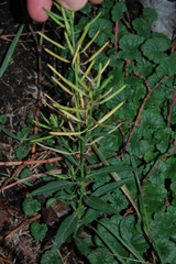 Erysimum cheiranthoides