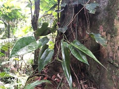 Anthurium dominicense