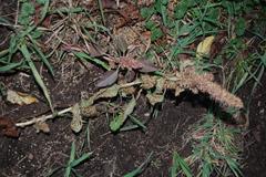 Amaranthus retroflexus
