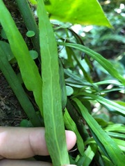 Polytaenium feei
