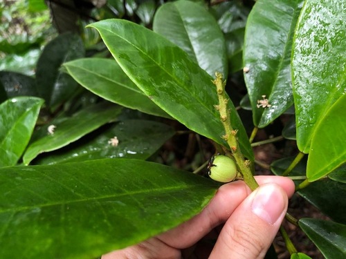 Croton poecilanthus