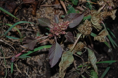 Amaranthus retroflexus