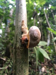 Parthena acutangula