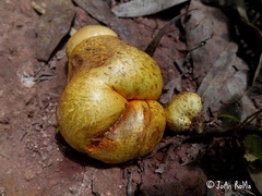 Fungi