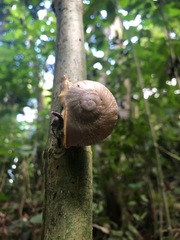 Parthena acutangula