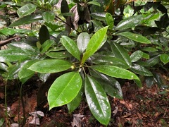 Croton poecilanthus