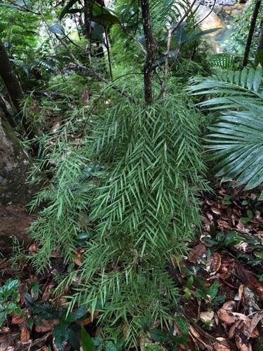 Arthrostylidium