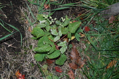 Acer negundo